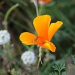 Eschscholzia californica Blomst