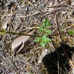 Bidens andicola Leaf