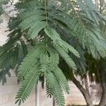 Albizia julibrissin葉