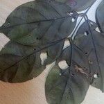 Tachigali richardiana Hoja