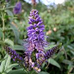 Veronica longifolia 花