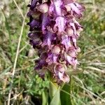 Orchis géantFlower