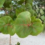 Coccoloba uvifera برگ