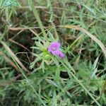 Geranium dissectumBlomst