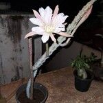 Cereus spegazzinii Flower