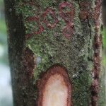 Coelocaryon preussii Corteza