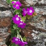 Primula hirsuta Hábito