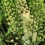 Actaea racemosa Flower