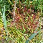 Drosera intermedia Žiedas