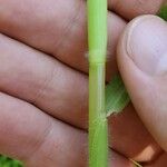 Paspalum repens Corteza