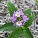 Lantana trifolia Blüte