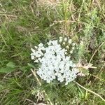 Achillea odorataപുഷ്പം