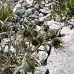 Cynoglossum magellense Fruto