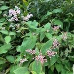 Persicaria campanulata Leaf