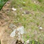 Bonafousia siphilitica Flor