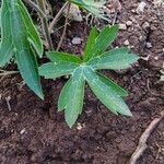 Delphinium staphisagria Fulla