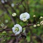 Spiraea prunifolia Kukka