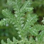 Selaginella cathedrifolia ᱥᱟᱠᱟᱢ