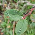 Cotoneaster integerrimusЛист