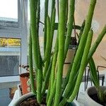 Euphorbia mauritanica List