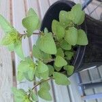 Origanum onitesLeaf