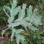 Eryngium campestre Blatt