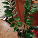 Zamioculcas zamiifolia Blatt