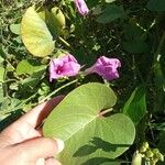 Ipomoea asarifolia Leaf