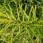 Asclepias hirtella Lapas