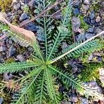 Achillea odorata পাতা