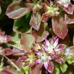 Phedimus stellatus Flower