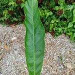 Pouteria speciosa Leaf