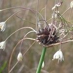 Allium oleraceum Flor