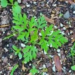 Ambrosia artemisiifolia Hoja