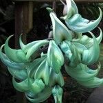 Strongylodon macrobotrys Flor