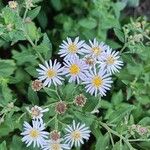 Aster ageratoides Плод