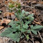 Phacelia hydrophylloides Habitat