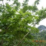 Dalbergia tonkinensis Leaf