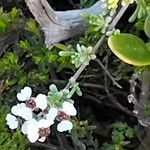 Eriocephalus africanus 花