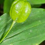 Uvularia grandiflora Fruit