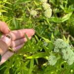 Pycnanthemum virginianum Fulla