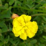 Oxalis pes-caprae Flors