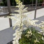 Astilbe japonicaΛουλούδι