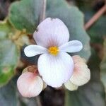 Begonia subvillosa Цвят