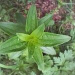 Galium rubioides Ліст