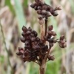 Juncus acutus Vrucht