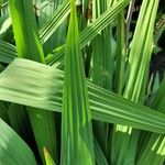 Crocosmia paniculata برگ