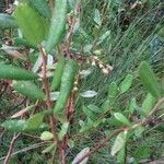 Chamaedaphne calyculata Blatt