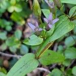 Gentianella amarellaFlower