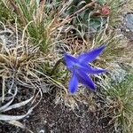 Campanula herminii Листок